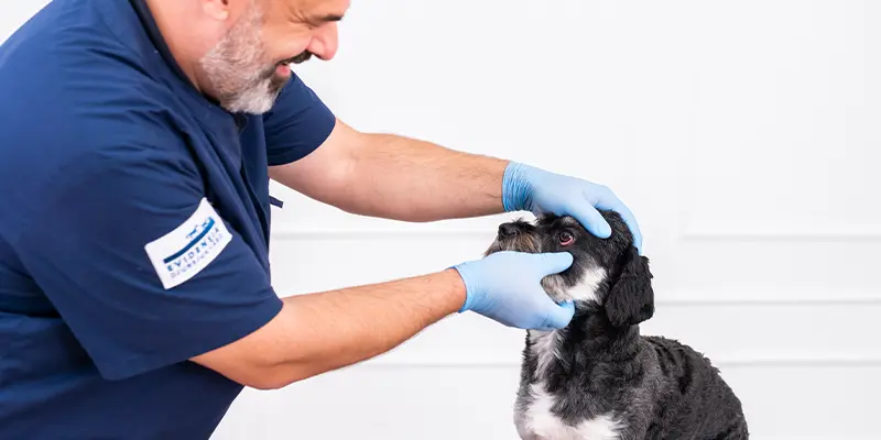 Ögonmottagning Täby Djursjukhus