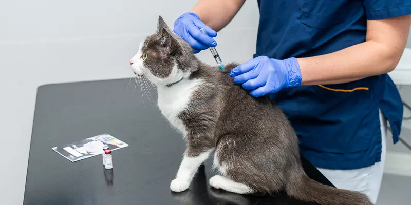 Polikliniken på Viskadalens Djurklinik