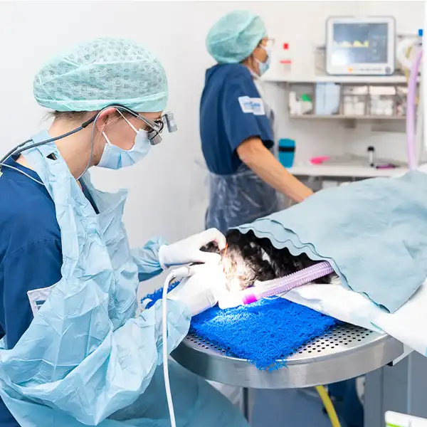 Veterinär och djursjukhus i Helsingborg