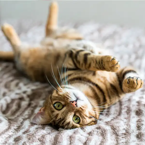 Djursjukhus Veterinär Växjö