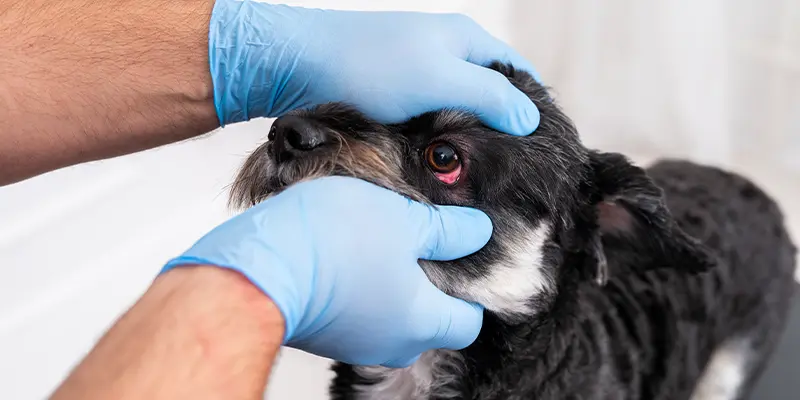 Ögonmottagningen på Billdals Djurklinik Evidensia