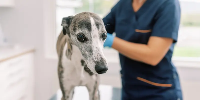 Poliklinik Billdals Djurklinik