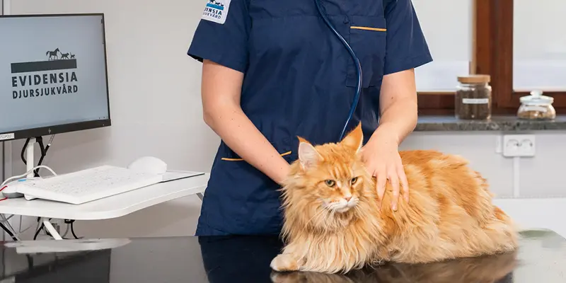 Hudmottagningen Täby Djursjukhus