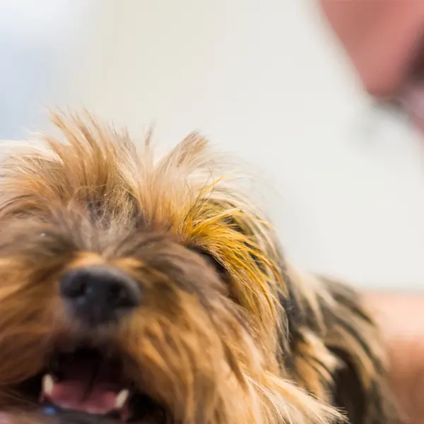 Veterinär Köping