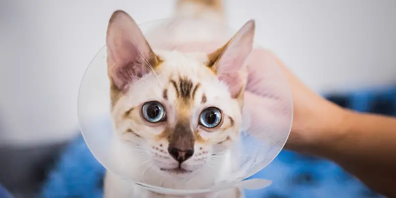 Vårdavdelningen på Billdals Djurklinik