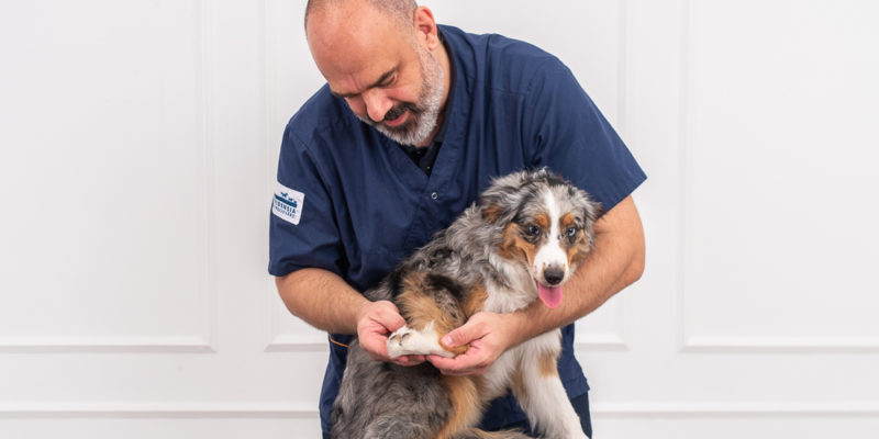 Veterinär tittar på hunds tass