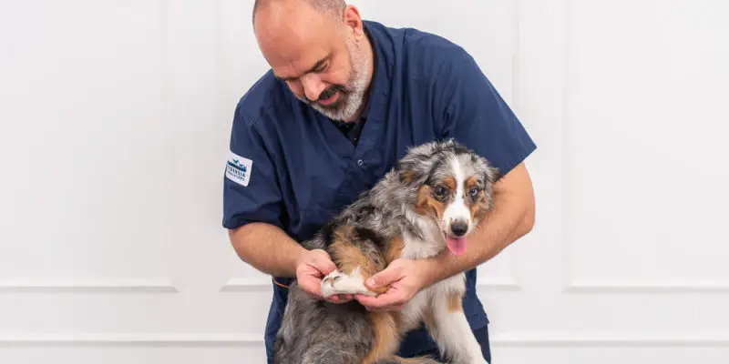 Veterinär tittar på hunds tass på Specialistdjursjukhuset Strömsholm