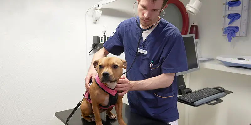 cancer, tumör, onkologi, veterinär, hund, katt, göteborg