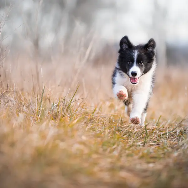 Veterinär Kristinehamn
