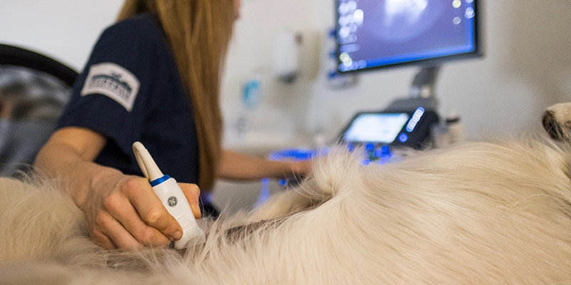 Bilddiagnostik Ultraljud Röntgen Viskadalens Djurklinik