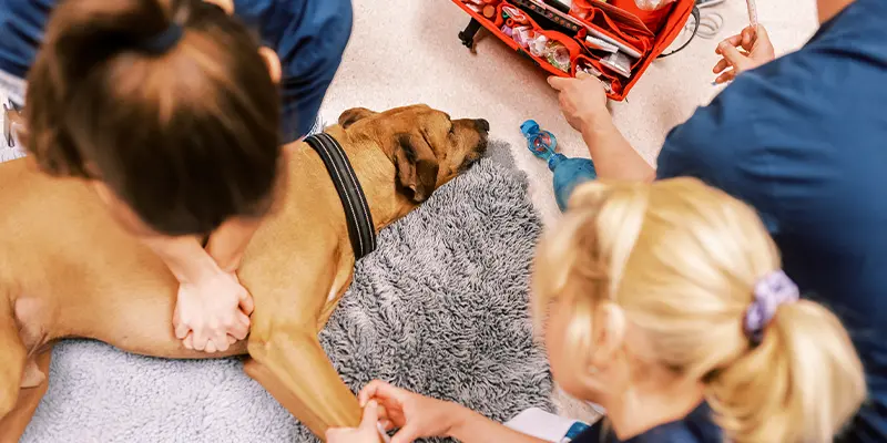 Akutmottagningen Täby Djursjukhus