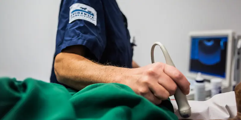 Ultraljud Täby Djursjukhus