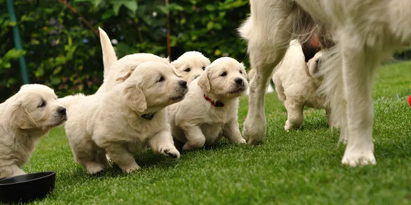 Uppfödarrabatter på Smådjursveterinären Åmål Evidensia