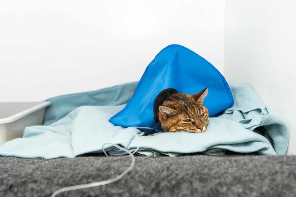 Katt får akutvård