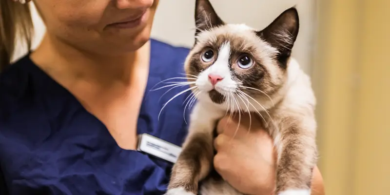 Polikliniken på Viskadalens Djurklinik