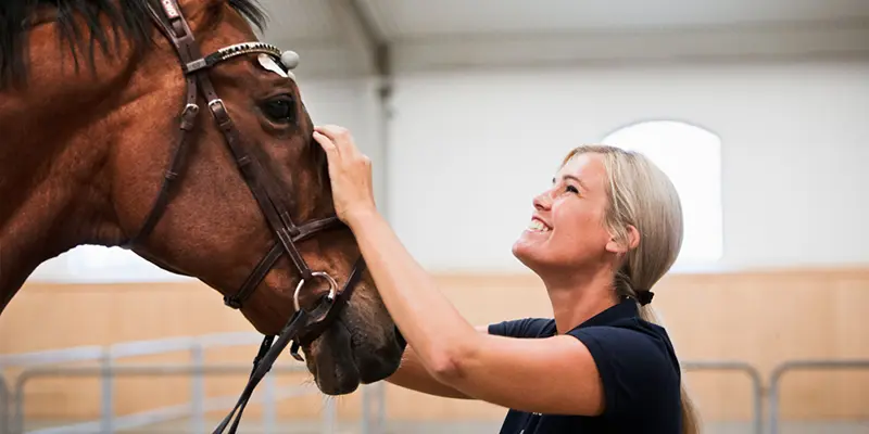 Veterinär häst Helsingborg