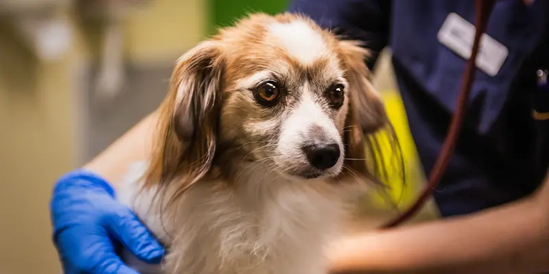 Kardiologi, hjärtmottagning, Täby Djursjukhus