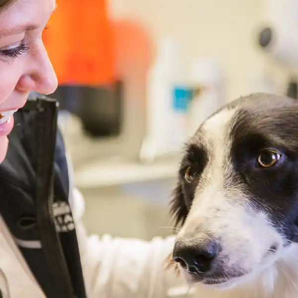 Veterinär Eskilstuna