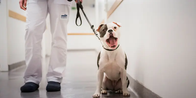 Kirurgi Operation Billdals Djurklinik Evidensia