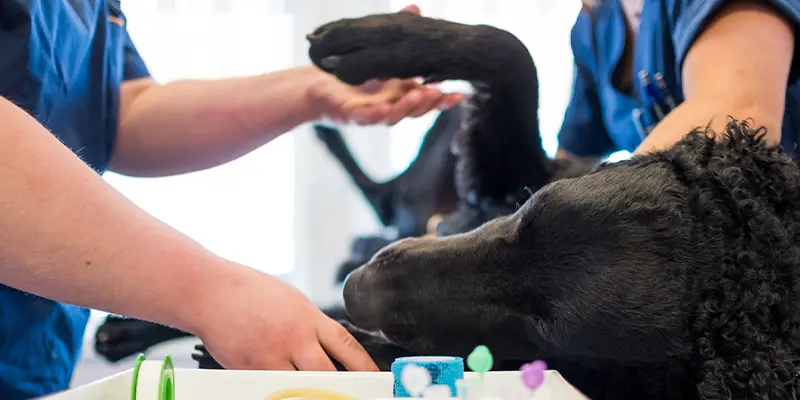 remiss arninge täby veternär