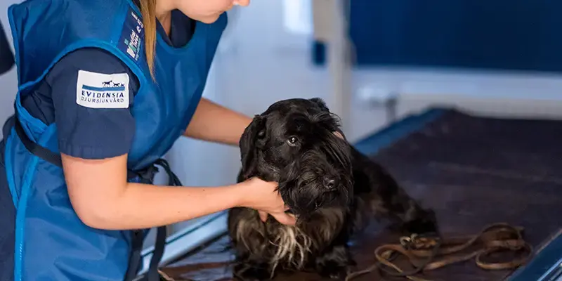 Inför HD-röntgen, Uppsala Veterinärklinik