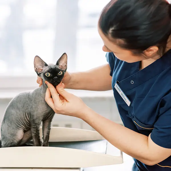 Veterinär Farsta