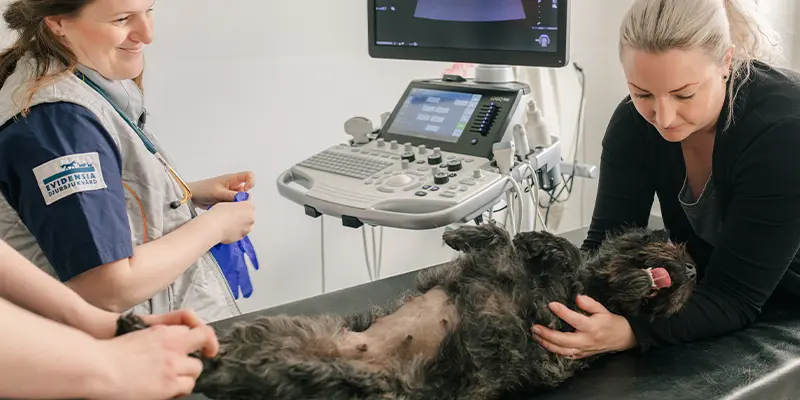 Ultraljud Djurkliniken Analysen Örebro