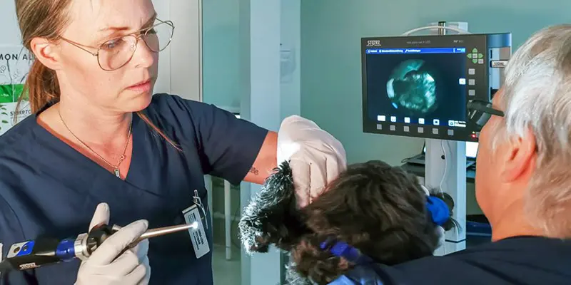 Hud, Dermatologi, Veterinär, Hund, Katt, Göteborg