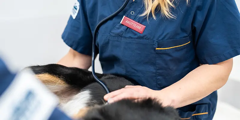 Akutmottagningen Täby Djursjukhus