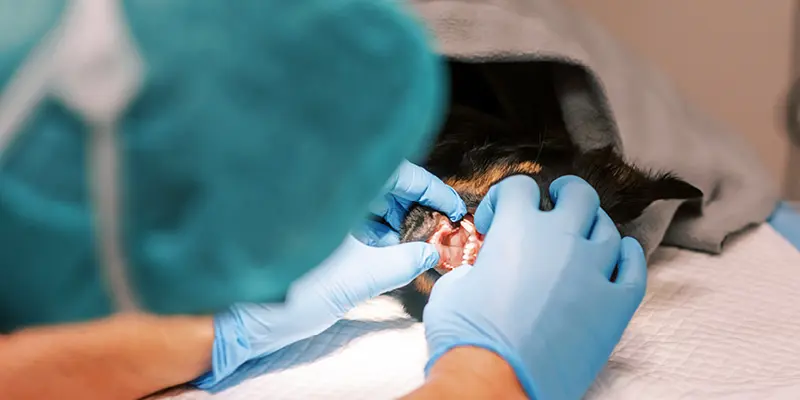 Tandavdelningen på Kusthöjdens Djurklinik