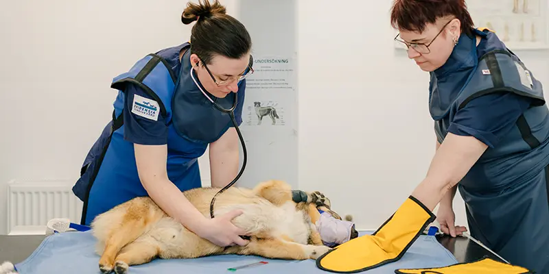 Röntgen Djurkliniken Analysen Örebro