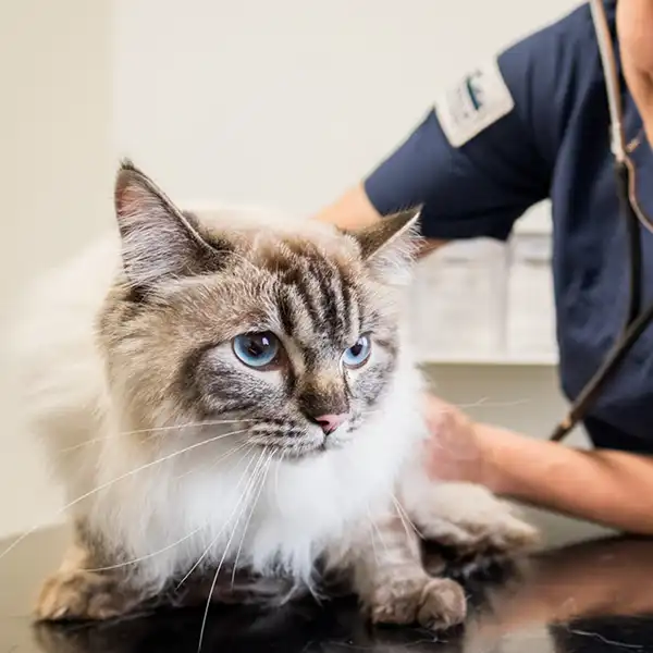 Djursjukhus Veterinär Malmö
