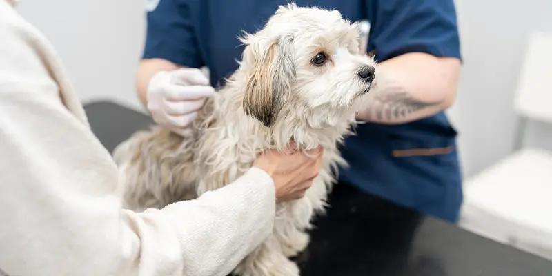 Polikliniken på Viskadalens Djurklinik