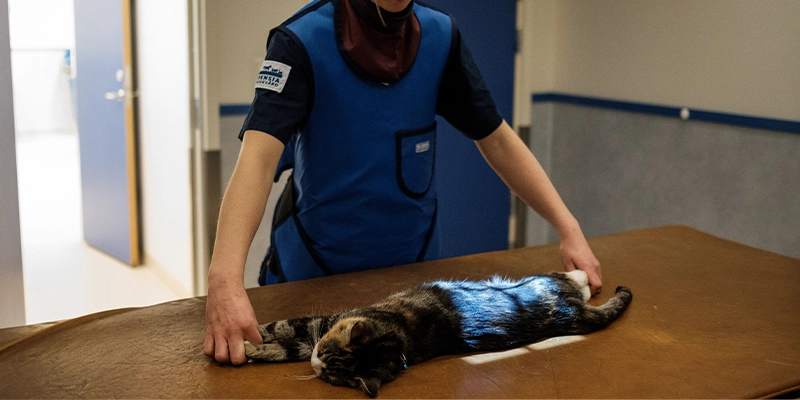 Bilddiagnostik Röntgen Ultraljud Billdals Djurklinik