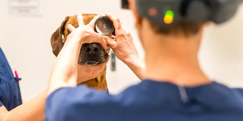 Ögonmottagningen på Billdals Djurklinik Evidensia