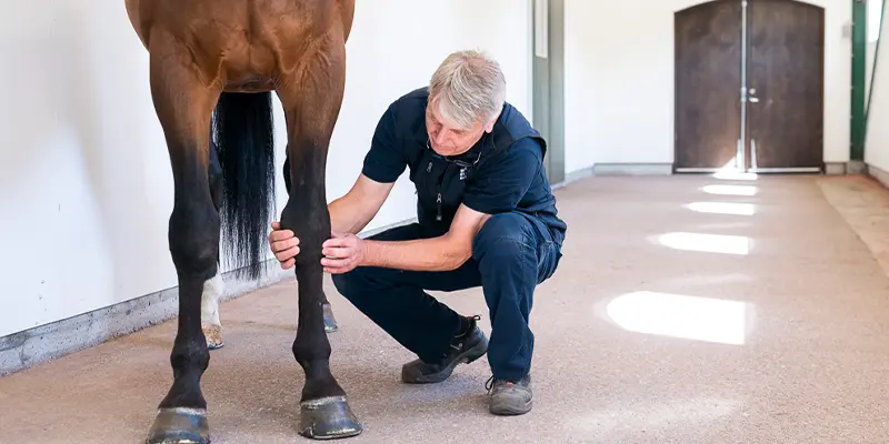 Veterinär häst Tungelsta