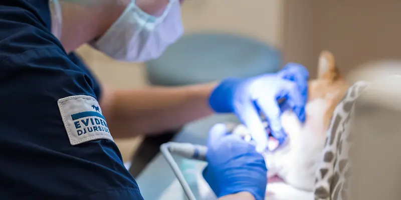 Tandmottagningen Täby Djursjukhus