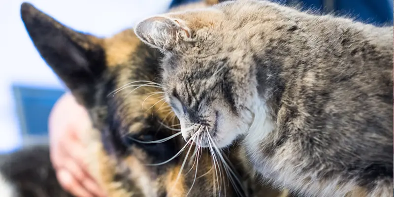 Tandavdelningen på Billdals Djurklinik Evidensia