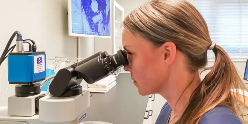 Hud, Dermatologi, Hund, Katt, Veterinär, Göteborg