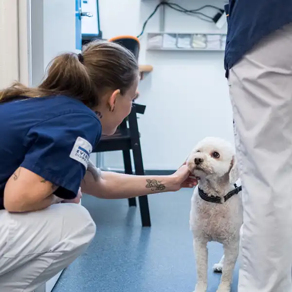 Din veterinär i Mölndal