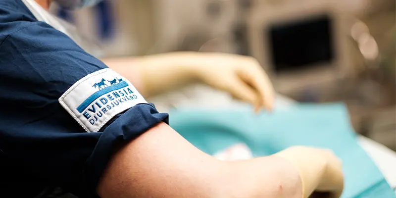 Inför operation, Uppsala Veterinärklinik