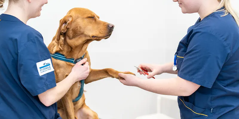 Kloklippning Täby Djursjukhus