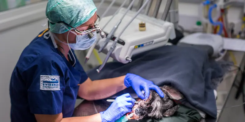 Tandavdelningen på Viskadalens Djurklinik Evidensia