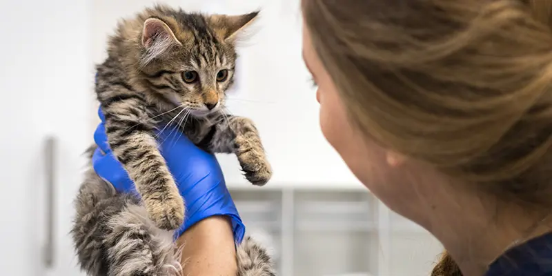 Vårdavdelningen på Billdals Djurklinik