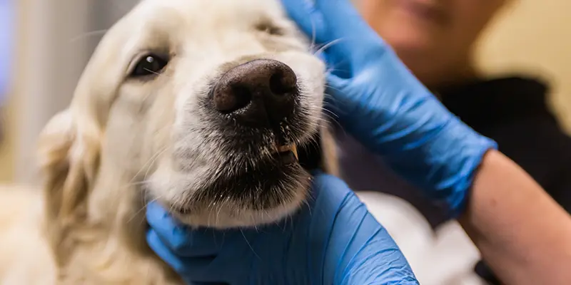 Tandavdelningen på Billdals Djurklinik Evidensia