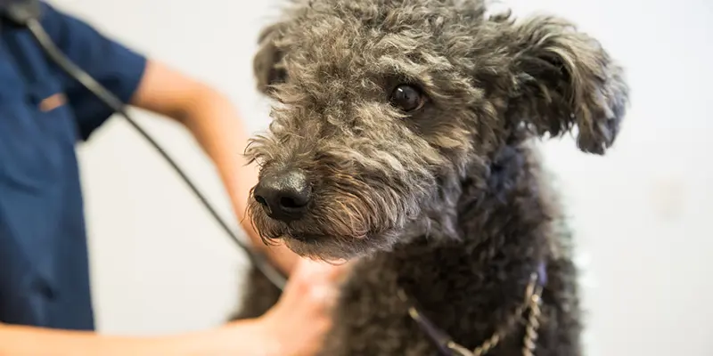 Polikliniken på Viskadalens Djurklinik