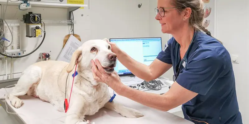 Hud, Dermatologi, Hund, Katt, Veterinär, Göteborg