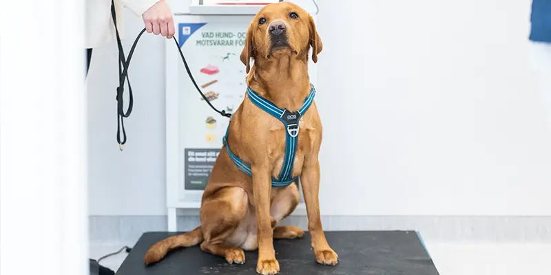 Viktkoll Täby Djursjukhus