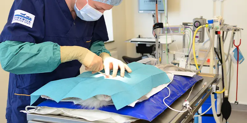 Kirurgi Operation Billdals Djurklinik Evidensia