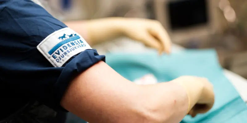 Kirurgi Operation Billdals Djurklinik Evidensia